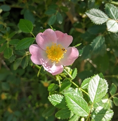 Rosa rubiginosa