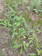 Psephellus caucasicus