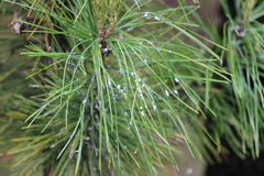 Pineus cembrae