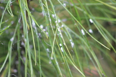 Pineus cembrae