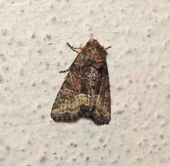 Oligia strigilis