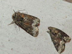 Oligia strigilis