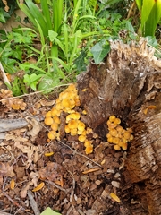 Hypholoma fasciculare