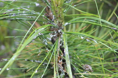 Pineus cembrae