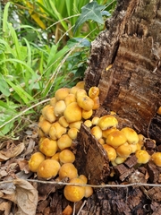 Hypholoma fasciculare