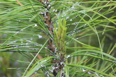 Pineus cembrae