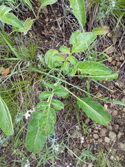 Psephellus caucasicus