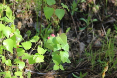 Acalitus longisetosus