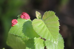 Acalitus longisetosus