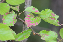 Acalitus longisetosus