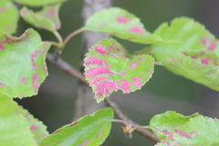 Acalitus longisetosus