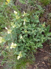 Scutellaria caucasica