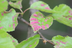 Acalitus longisetosus