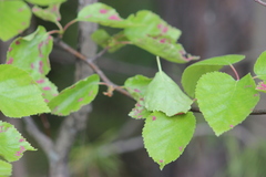 Acalitus longisetosus