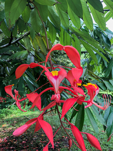 Amherstia nobilis Wall.