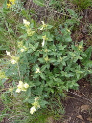 Scutellaria caucasica