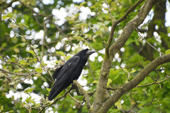 Corvus frugilegus