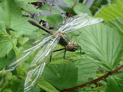 Cordulia aenea aenea