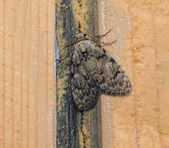 Meganola strigula