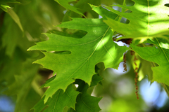 Quercus rubra