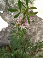 Medicago sativa