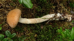 Cortinarius laniger