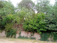 Ailanthus altissima