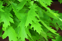 Quercus rubra