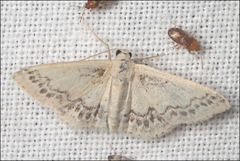 Idaea pseliota