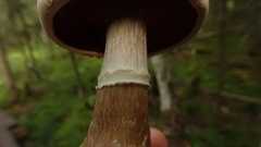 Cortinarius laniger
