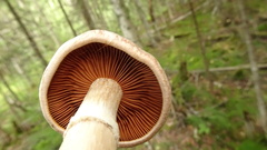 Cortinarius laniger