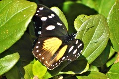 Hypolimnas anthedon wahlbergi