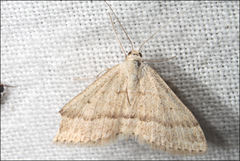 Scopula lydia