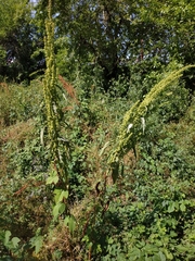 Rumex cristatus