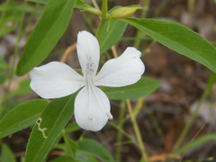 Barleria quadriloba