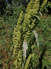 Rumex cristatus