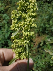 Rumex cristatus