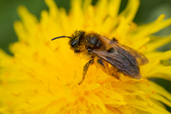 Andrena tibialis