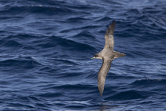 Procellaria cinerea