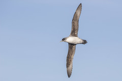 Procellaria cinerea