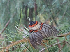 Achelura yunnanensis