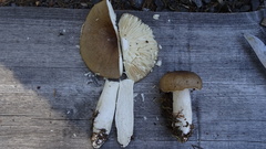 Russula consobrina