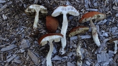 Leccinum vulpinum
