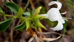 Barleria quadriloba