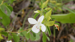 Barleria quadriloba