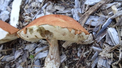 Leccinum vulpinum