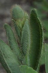 Meconopsis betonicifolia