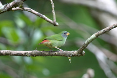 Erythrura pealii