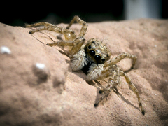 Menemerus semilimbatus