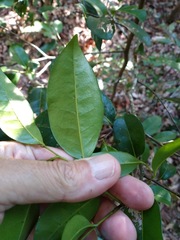 Huberantha nitidissima